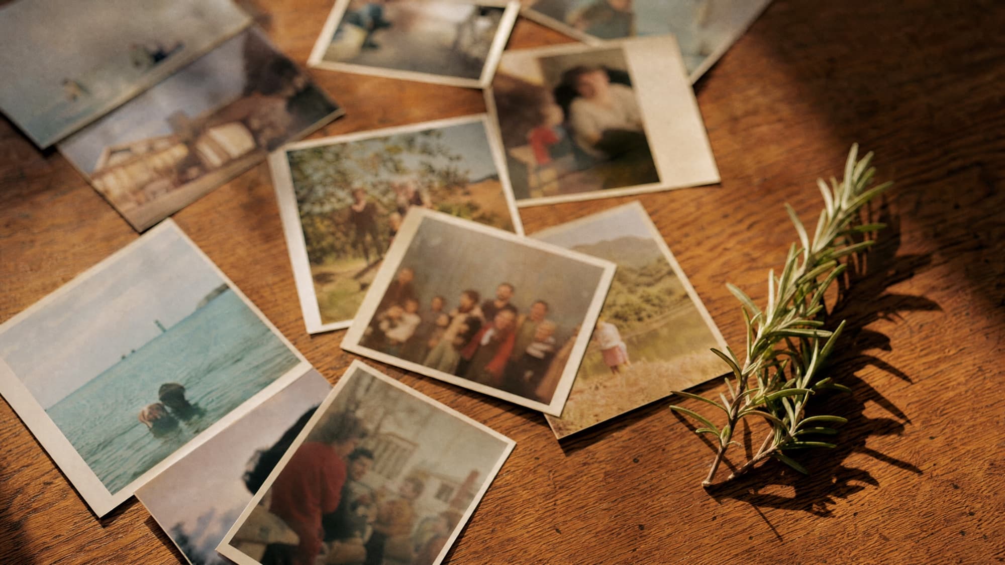 Vintage family photographs scattered on a wooden table with rosemary